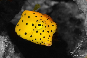 Little yellow friend (background converted in B&W) by Raoul Caprez 